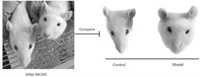 Development of a Method for Quantitative Evaluation of Facial Swelling in a Rat Model of Cerebral Ischemia by Facial Image Processing